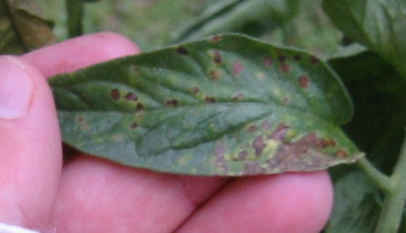 prudens - leaf spots