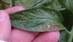prudens - leaf spots
