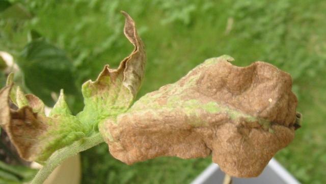 prudens - brown crispy leaf