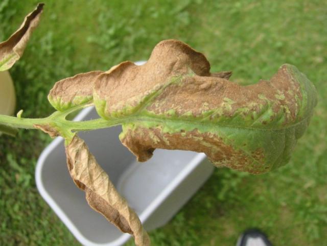 prudens - brown crispy leaf 2