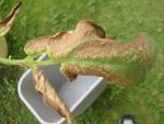 prudens - brown crispy leaf 2