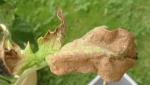 prudens - brown crispy leaf 1