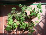 CIMG1276-seedlings13