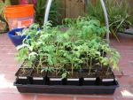 CIMG1302-seedlings14