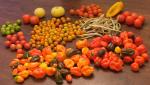 Misc harvest of Dragon Tongue beans, peppers, tomatoes - 10/26