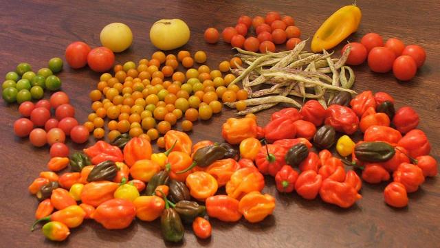 Misc harvest of Dragon Tongue beans, peppers, tomatoes - 10/26
