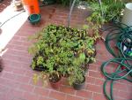 CIMG1303-seedlings15