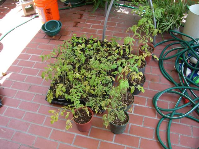 CIMG1303-seedlings15