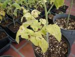 CIMG1304-seedlings16