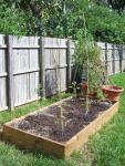 CIMG1305-tomatobed1_1