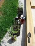 CIMG1306-tomatobed1_2