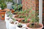 Indeterminates _23 days after plantout