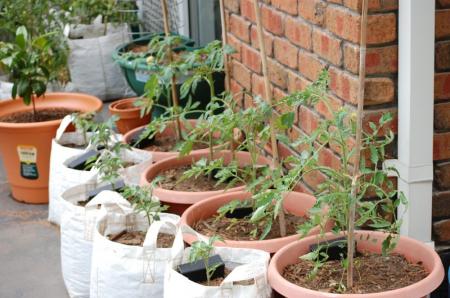 Indeterminates _23 days after plantout