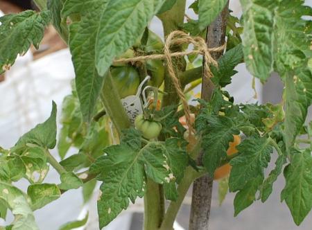 Pesty growing