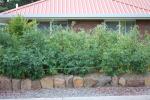 Front beds Dec 07