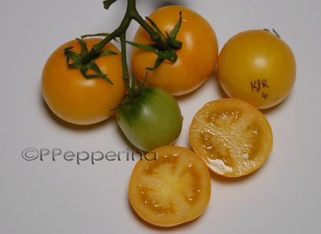 PPF3KPRRL4yellow