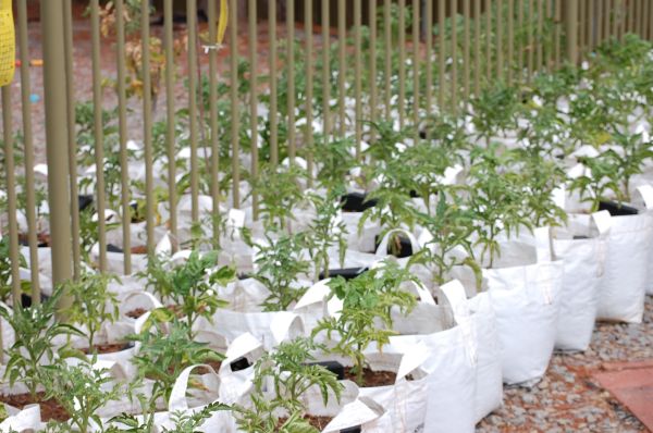 2nd planting 52 days