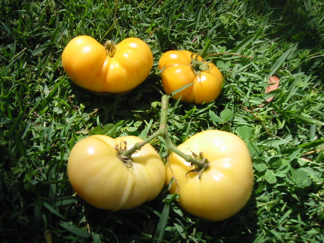 4. Dwarf Sweet Sue and Summertime Gold