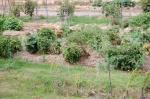 BillF4Garden1