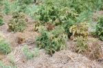 BillF4Garden2