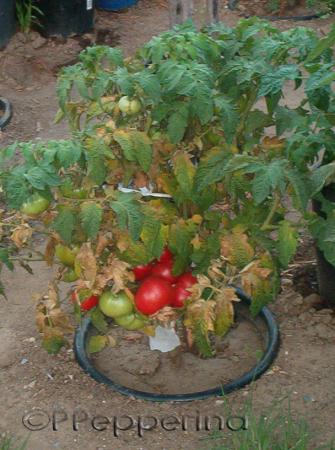 LAF4RosGiant_ripe