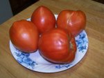 Tomato, Indiana Red, Fruit, July 12, 2007