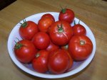 Tomato, Wisconsin 55, August 27, 2007