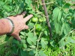 Johnny's 361 green tomato June 7, 2004