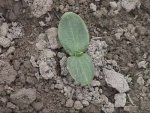 Blue Hubbard squash May 24, 2004