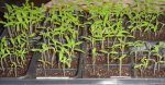 2008 Tomato Seedlings