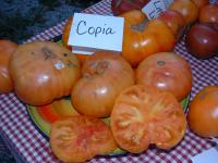 Copia