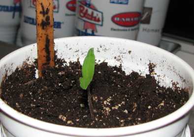 Flower Pot -- IMG_0856.jpg
