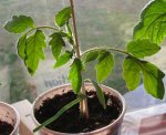 Flower Pot -- IMG_0940.jpg