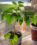 Gardeners Delight -- IMG_0951.jpg