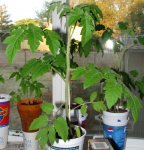 Gardeners Delight -- IMG_0960.jpg