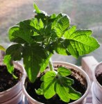New Big Dwarf -- IMG_0942.jpg