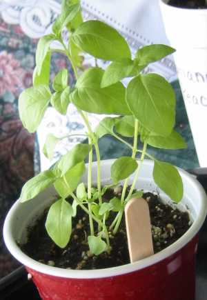 Lime Basil -- Img_4051.jpg