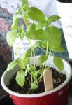 Lime Basil -- Img_4051.jpg