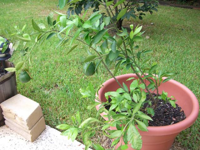 CIMG1382-orangetree1