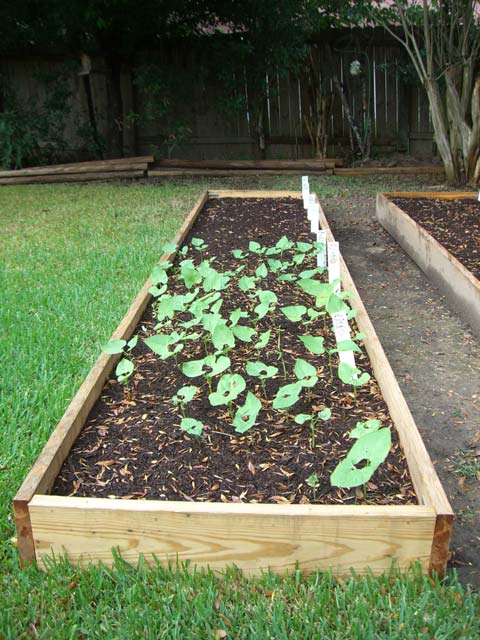 CIMG1384-maingarden_newbeds2
