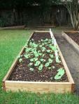 CIMG1384-maingarden_newbeds2