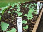 CIMG1386-bushbeans1