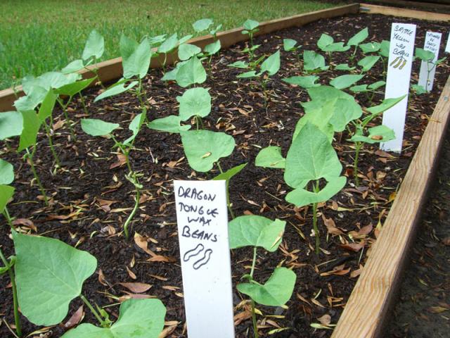CIMG1386-bushbeans1