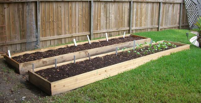 CIMG1389-maingarden_newbeds4
