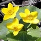 Marsh Marigold's Avatar