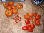 CIMG1009-tomatoharvest.jpg