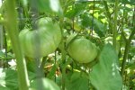 IMG_2096-tomatoes.jpg