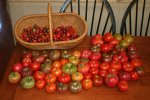 IMG_2117-tomatoharvest.jpg