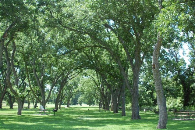 Washington on the Brazos Trees 