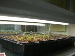 CIMG1796-seedlings3